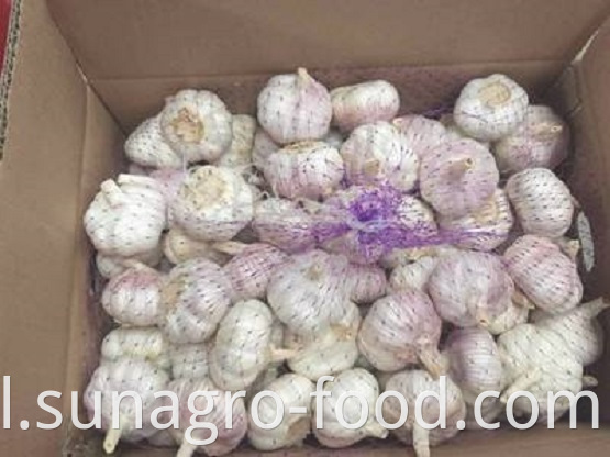 White Garlic Is Packed In Ordinary Cases